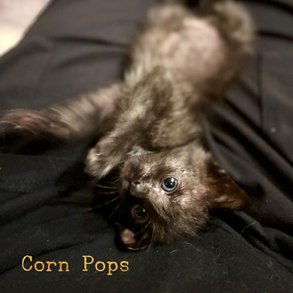 Corn Pops