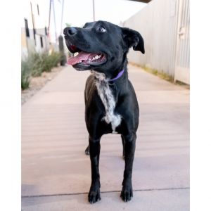 Antonia, Adult Female Black Labrador Retriever