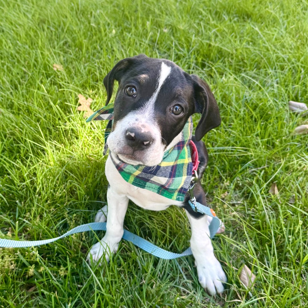 Oscar
