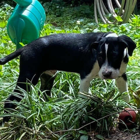Oscar