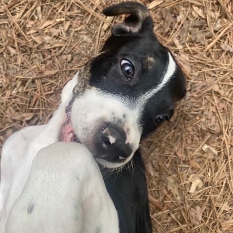 Oscar