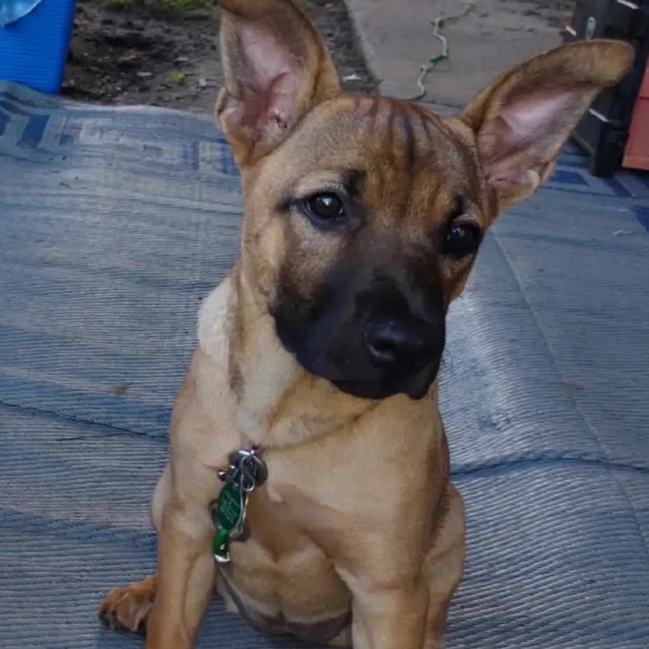 Jiu Jitsu, an adoptable Mixed Breed in Sioux Falls, SD, 57106 | Photo Image 1