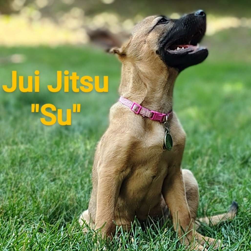 Jiu Jitsu, an adoptable Mixed Breed in Sioux Falls, SD, 57106 | Photo Image 2