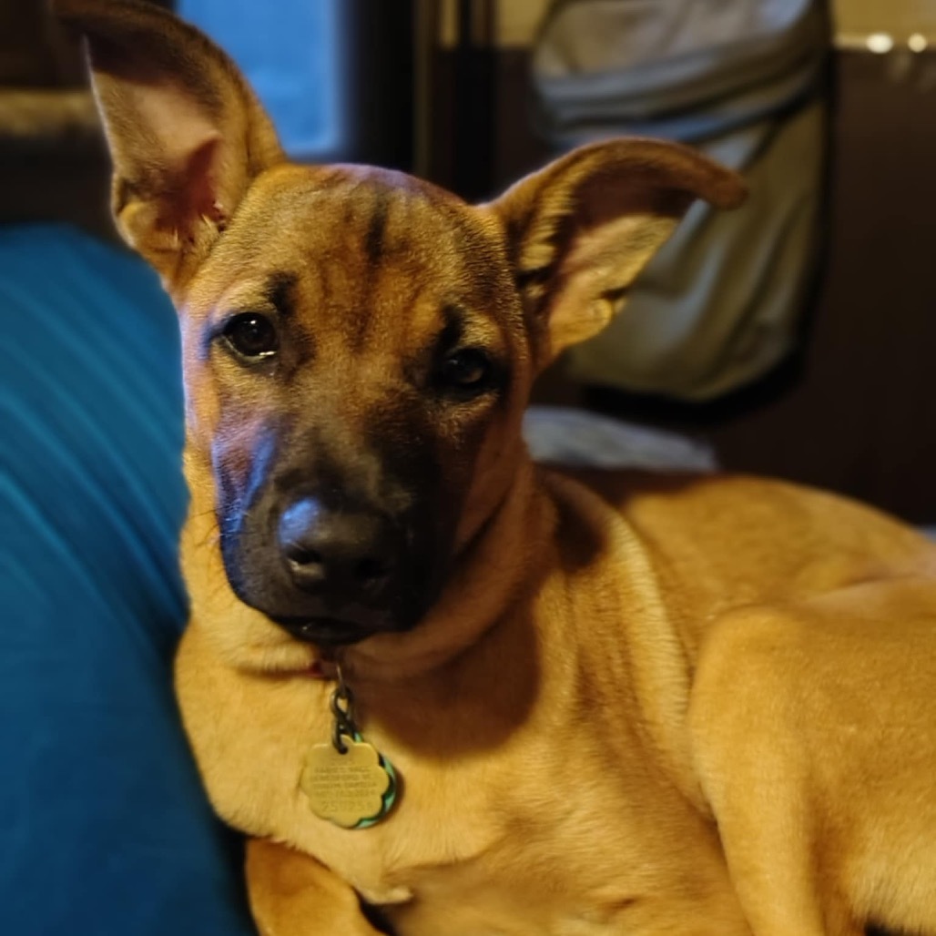 Jiu Jitsu, an adoptable Mixed Breed in Sioux Falls, SD, 57106 | Photo Image 2