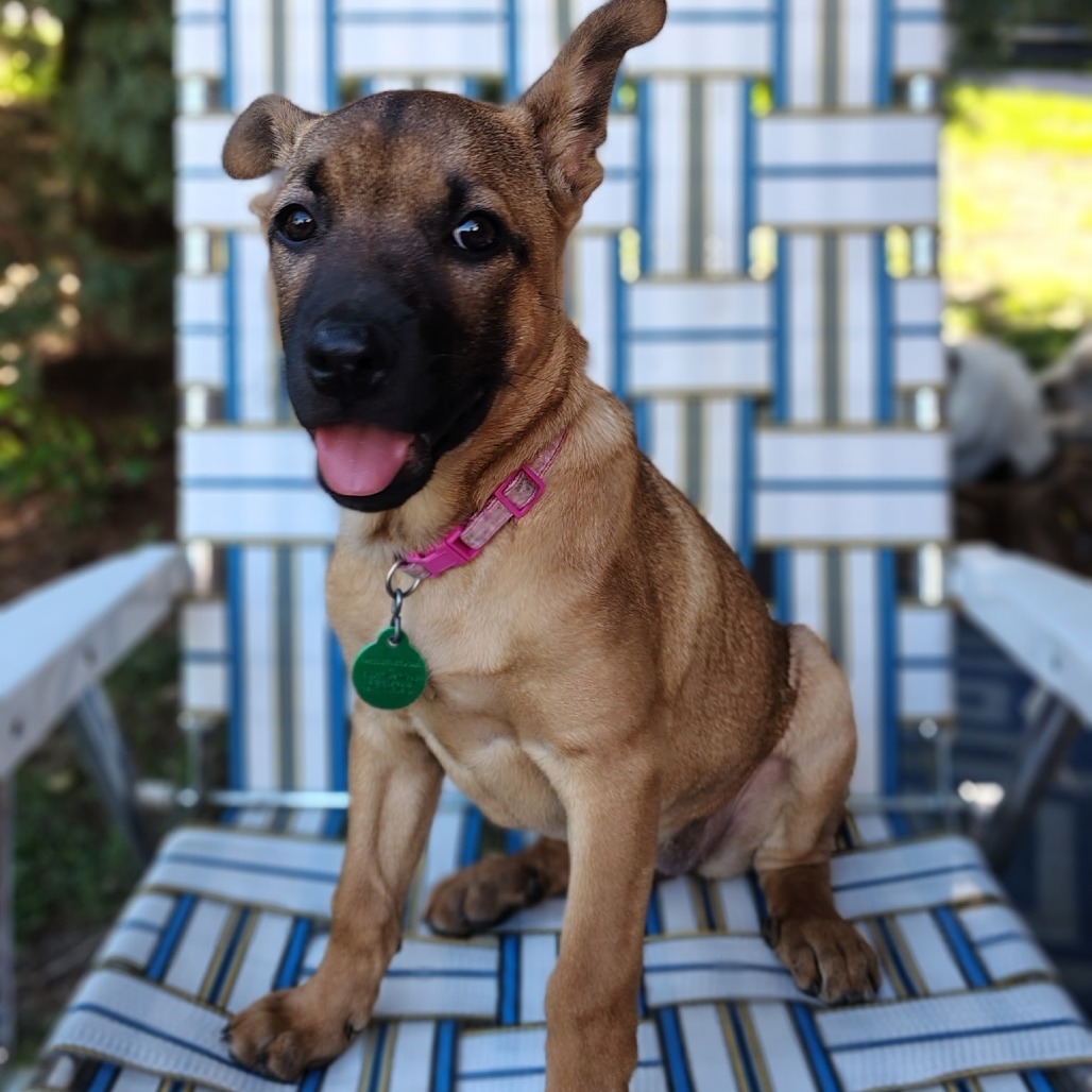 Jiu Jitsu, an adoptable Mixed Breed in Sioux Falls, SD, 57106 | Photo Image 3