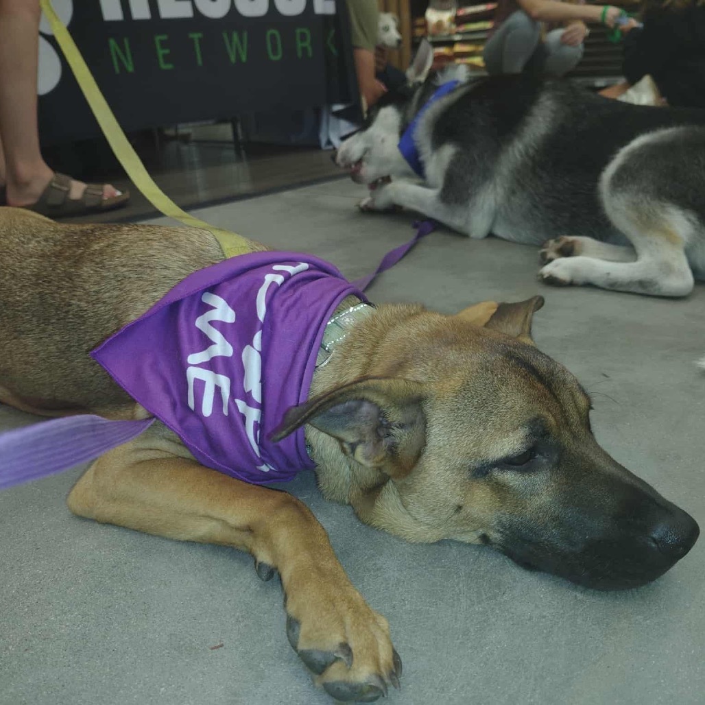 Jiu Jitsu, an adoptable Mixed Breed in Sioux Falls, SD, 57106 | Photo Image 3