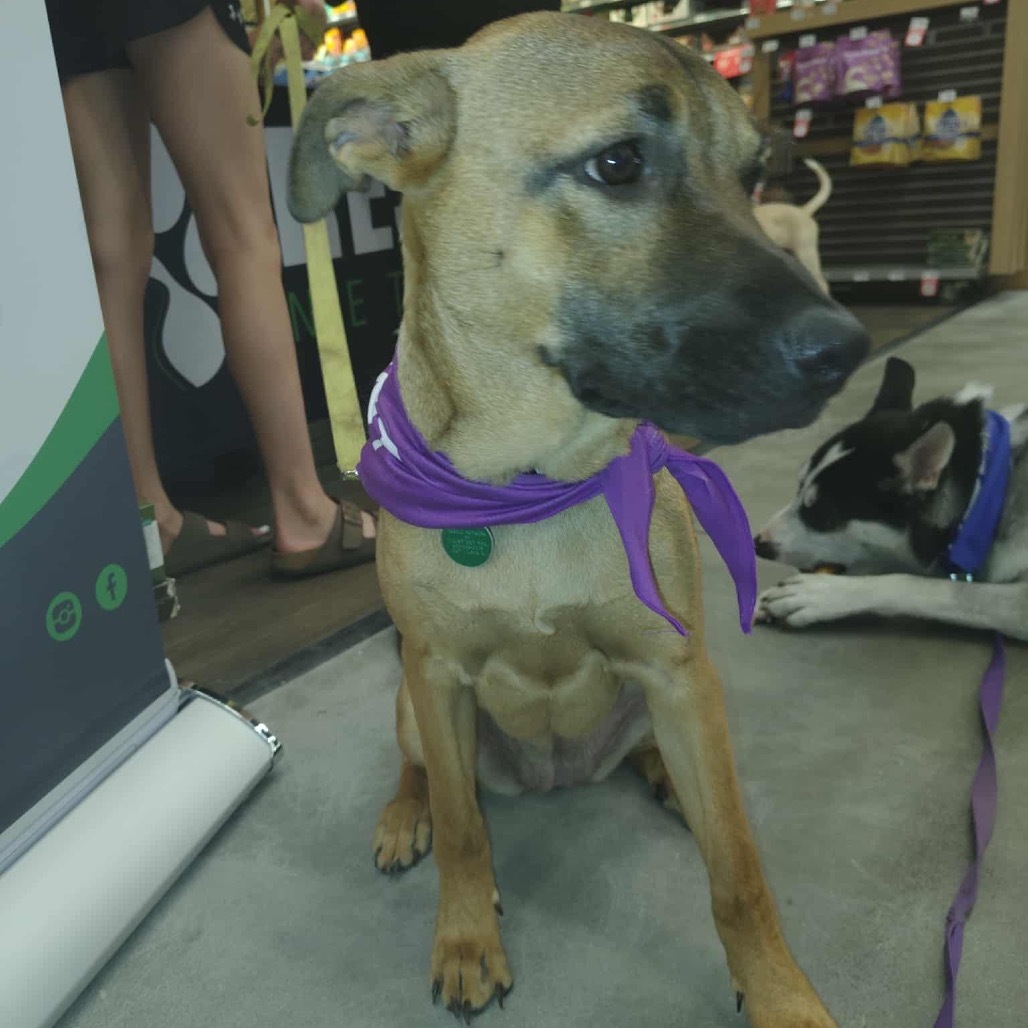 Jiu Jitsu, an adoptable Mixed Breed in Sioux Falls, SD, 57106 | Photo Image 4