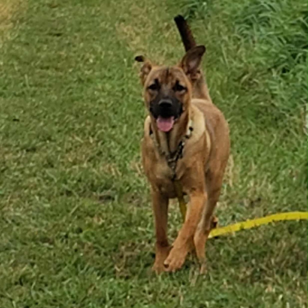 Jiu Jitsu, an adoptable Mixed Breed in Sioux Falls, SD, 57106 | Photo Image 5