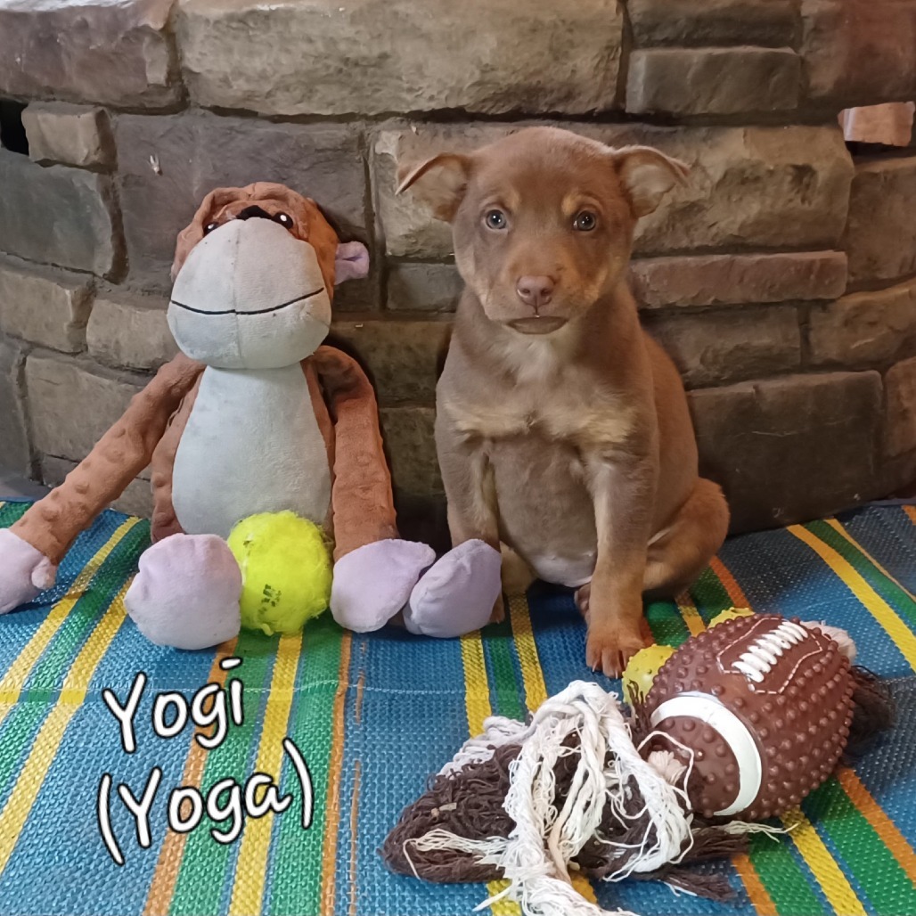 Yoga, an adoptable Mixed Breed in Sioux Falls, SD, 57106 | Photo Image 2