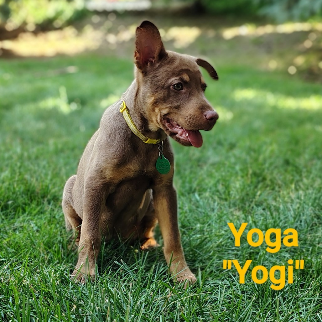 Yoga, an adoptable Mixed Breed in Sioux Falls, SD, 57106 | Photo Image 3
