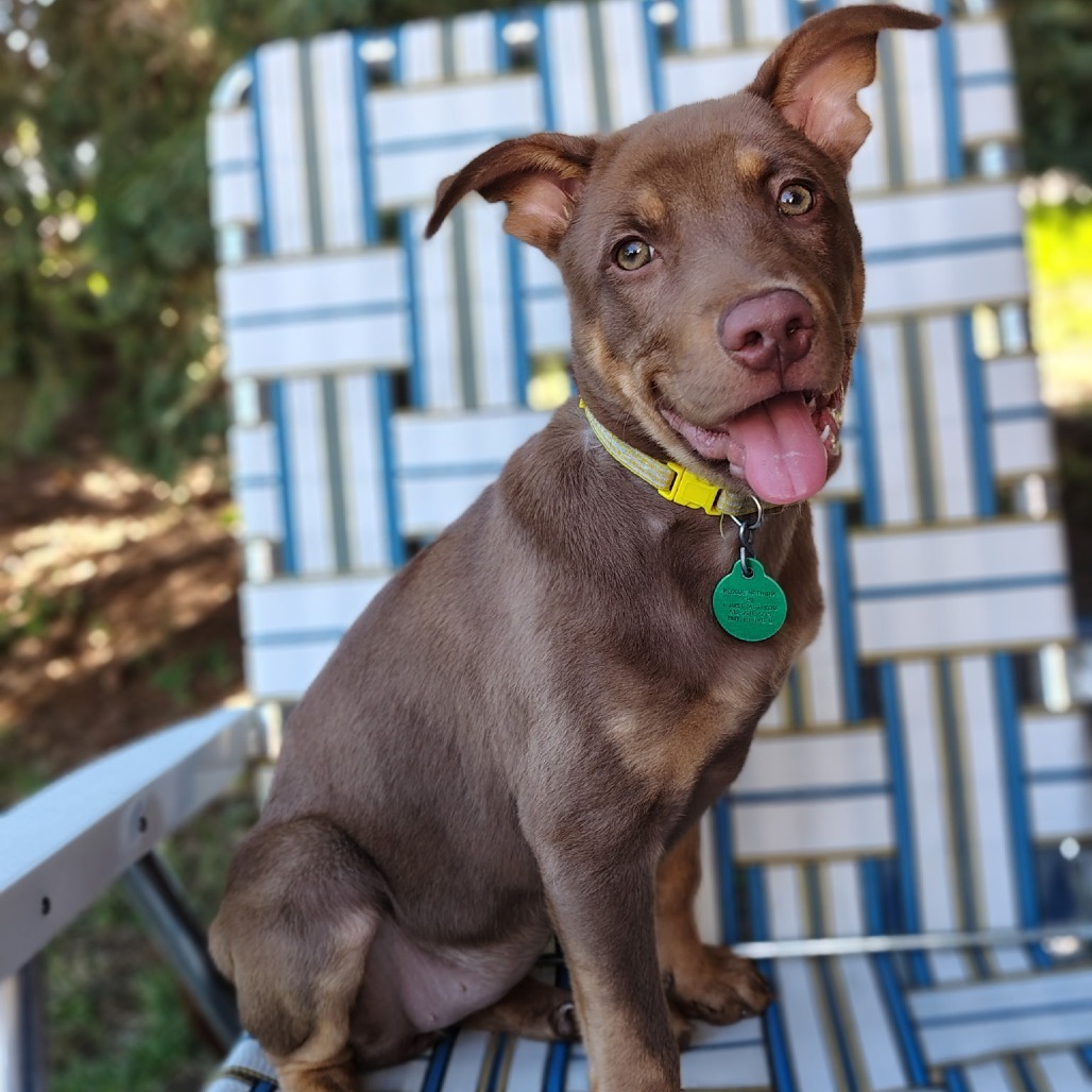 Yoga, an adoptable Mixed Breed in Sioux Falls, SD, 57106 | Photo Image 4