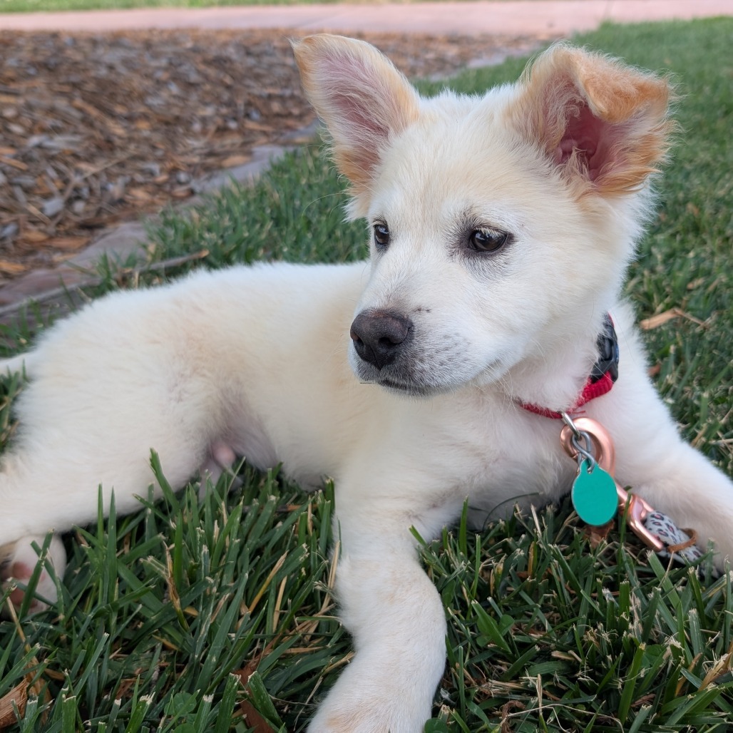 Lancome, an adoptable Mixed Breed in Sioux Falls, SD, 57106 | Photo Image 1