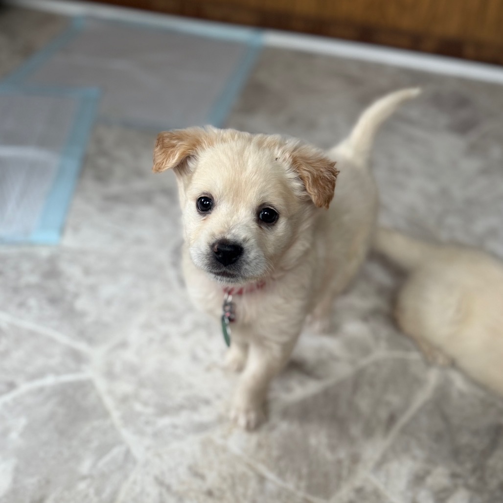 Lancome, an adoptable Mixed Breed in Sioux Falls, SD, 57106 | Photo Image 2