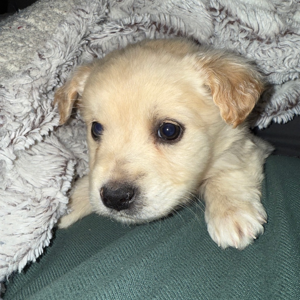 Lancome, an adoptable Mixed Breed in Sioux Falls, SD, 57106 | Photo Image 3