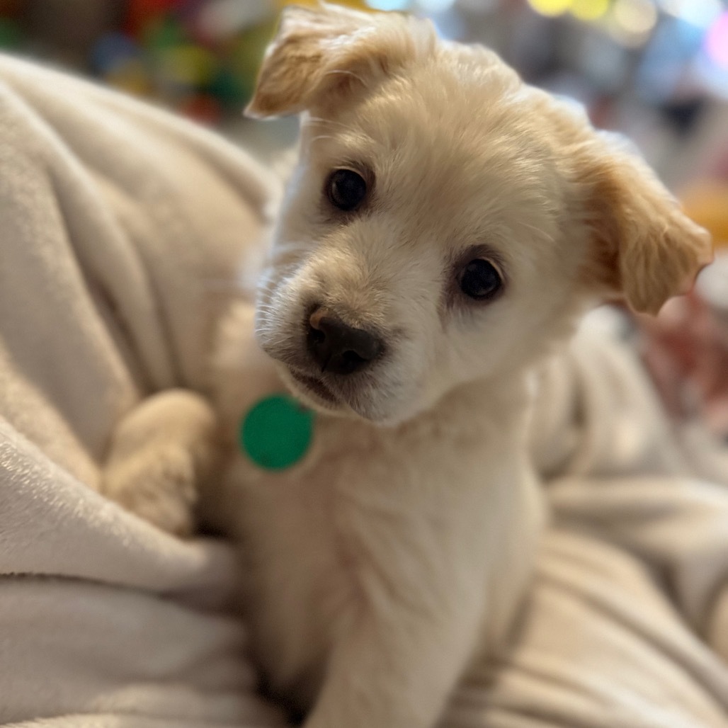 Lancome, an adoptable Mixed Breed in Sioux Falls, SD, 57106 | Photo Image 5