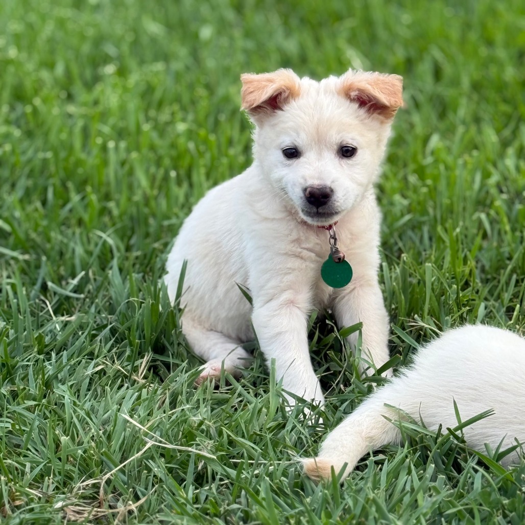 Lancome, an adoptable Mixed Breed in Sioux Falls, SD, 57106 | Photo Image 6