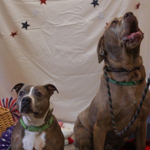 Maera, Senior Female Terrier