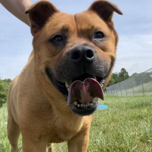 Bola, Adult Female Mixed Breed