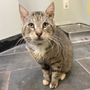 Ajax, Adult Male Domestic Short Hair