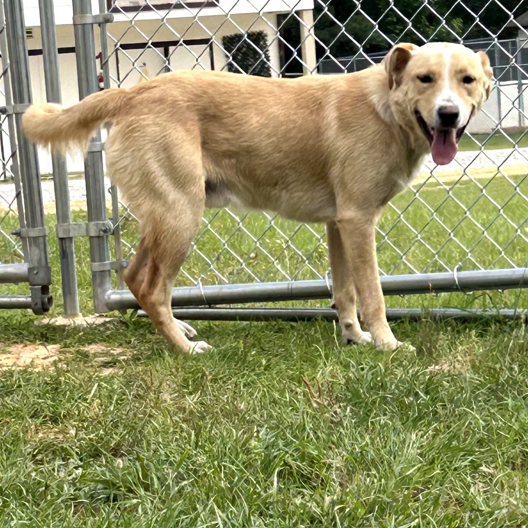Good Boy