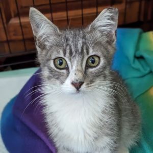 Looking for a love bug a lap cat and a talker Meet Thunder Bolt-AA Originally slated to be return