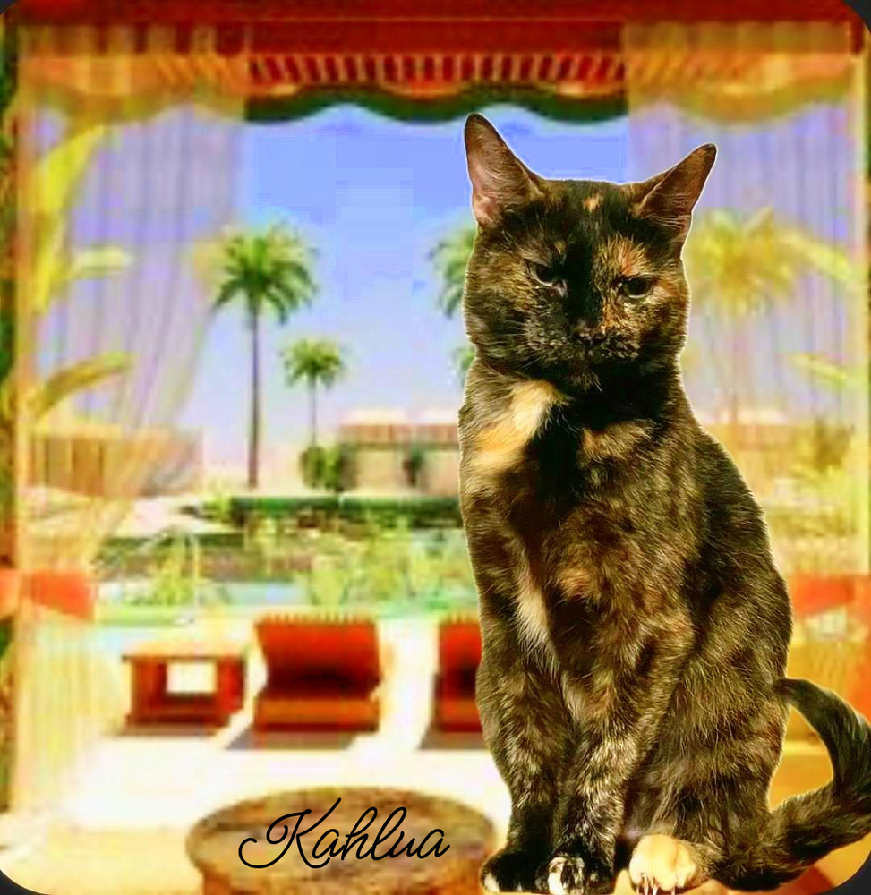 Kahlua