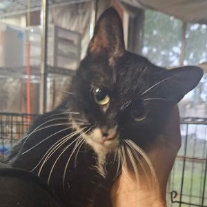 Meet Maggie - Queen of Pets and Now Cuddles Too At 4 years old Maggie is finally ready to live