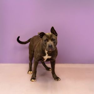 Primary Color Grey Secondary Color White Weight 58lbs Age 2yrs 0mths 4wks Animal has been Neuter