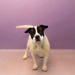Pen 149 Zeus Hw + Pit Bull Terrier Dog