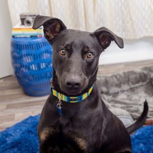 Basil is a sweet sensitive pup who needs a little time to warm up to new people but once he