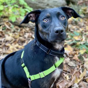 Benny is on site at our adoption center in SoHo Benny is a one-year-old male weighing 40 lbs Benny