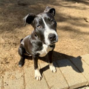 Athena is on site at our adoption center in SoHo Athena is a nine-month-old female currently weighi