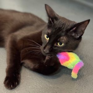 Maurice is currently in foster care and ready for adoption To begin the process please submit an a