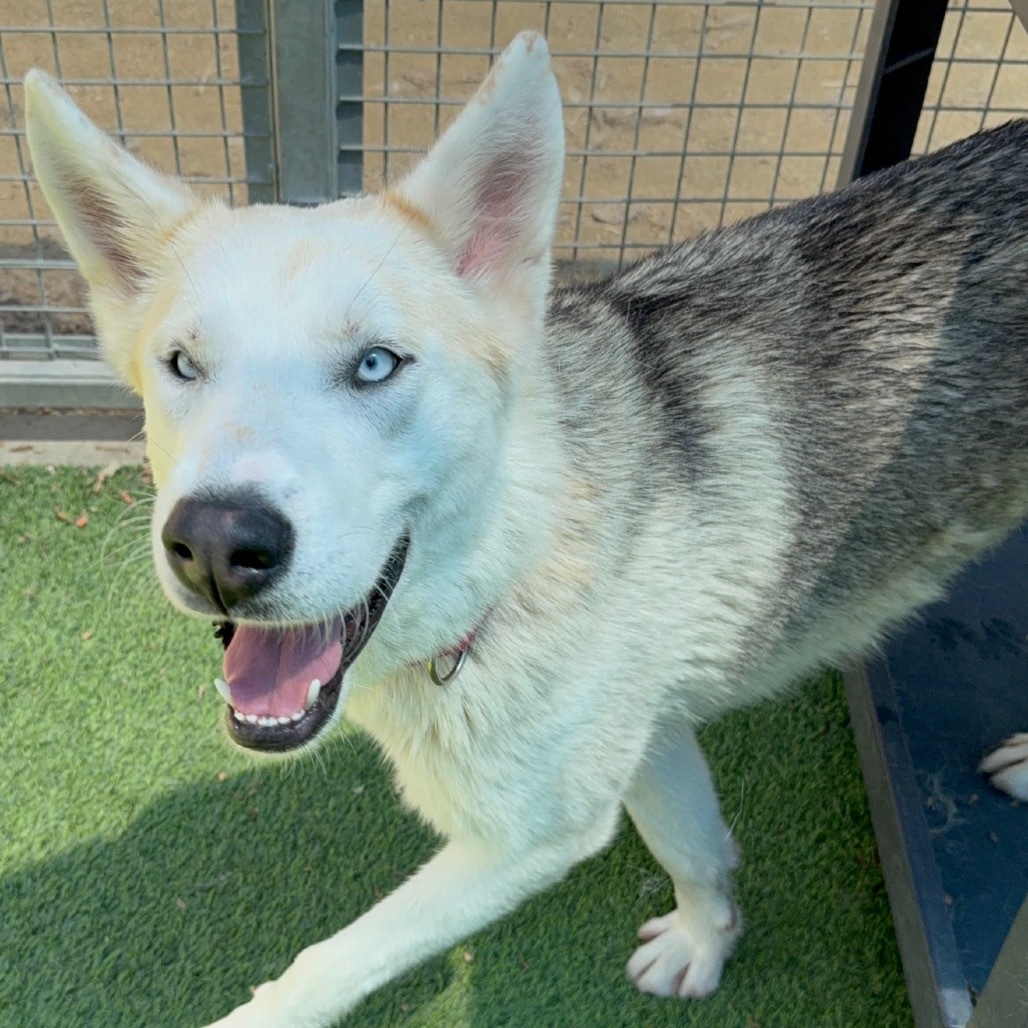 Cloudy A2181718