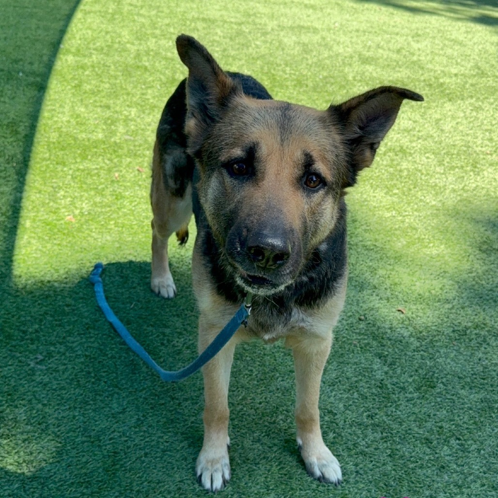 Ashley A2182723