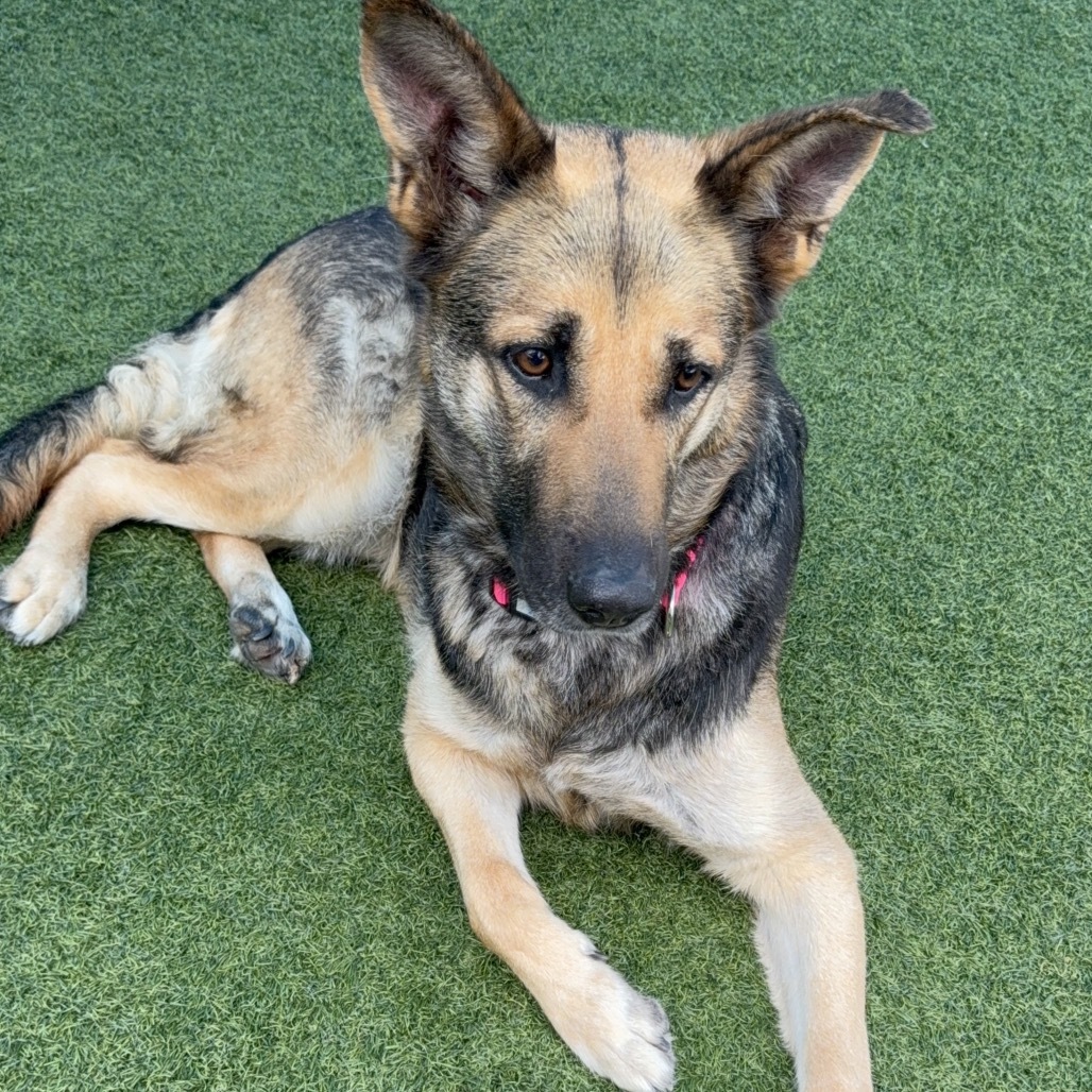 Ashley A2182723
