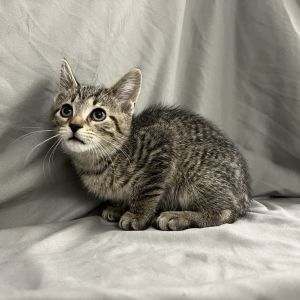 Lambo, Baby Male Domestic Short Hair