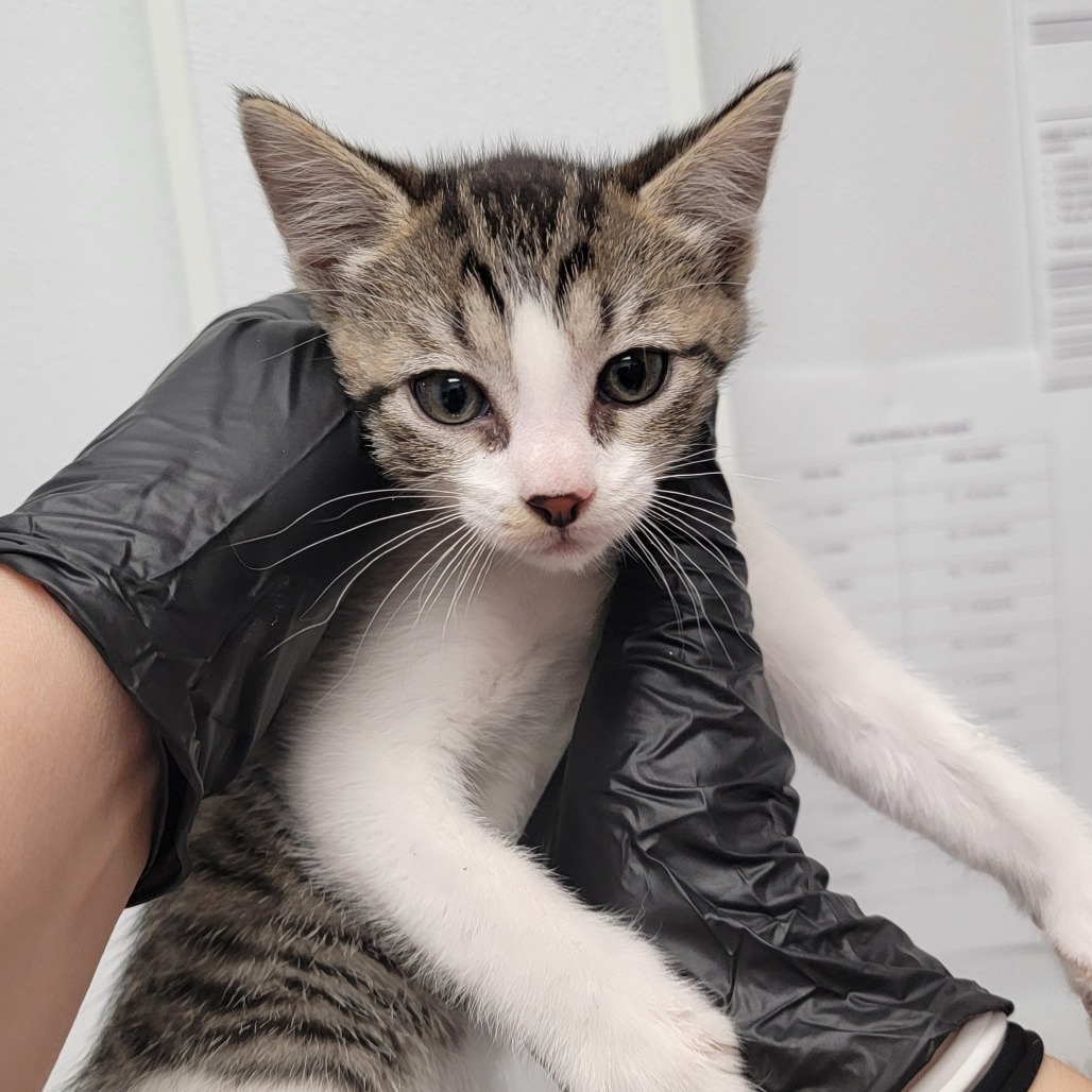 Toriel, an adoptable Domestic Short Hair in Abilene, TX, 79602 | Photo Image 1