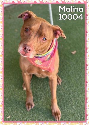 Primary Color Brown Secondary Color White Weight 46lbs Age 9yrs 0mths 4wks