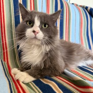 Meet Goose a fluffy long-haired cuddlebug with a heart full of love and gratitude When Goose came