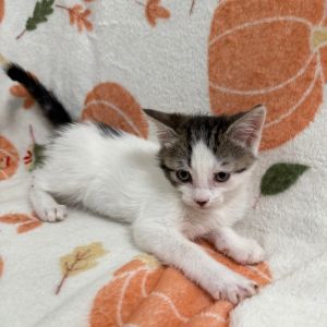 Stencil is a charming little boy with a soft coat a big heart and a personalit
