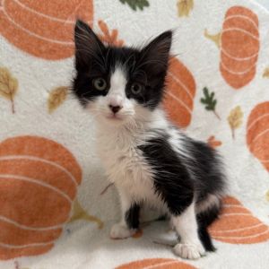 Say hello to Charcoal a curious little kitten with a bold spirit and a heart full of wonder With h