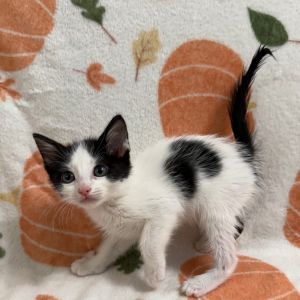 Canvas is a thoughtful imaginative little guy with soft fur bright eyes and a