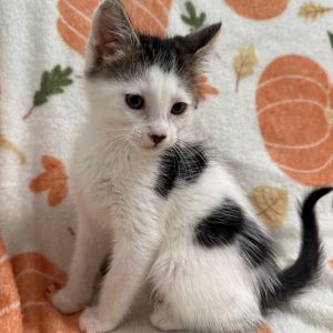 Say hello to Sketch a bright little boy with a curious mind and a heart full of love This clever