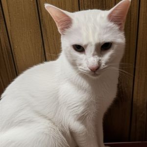 Meet Bruce a handsome snow-white gentleman with a heart full of love Dont let