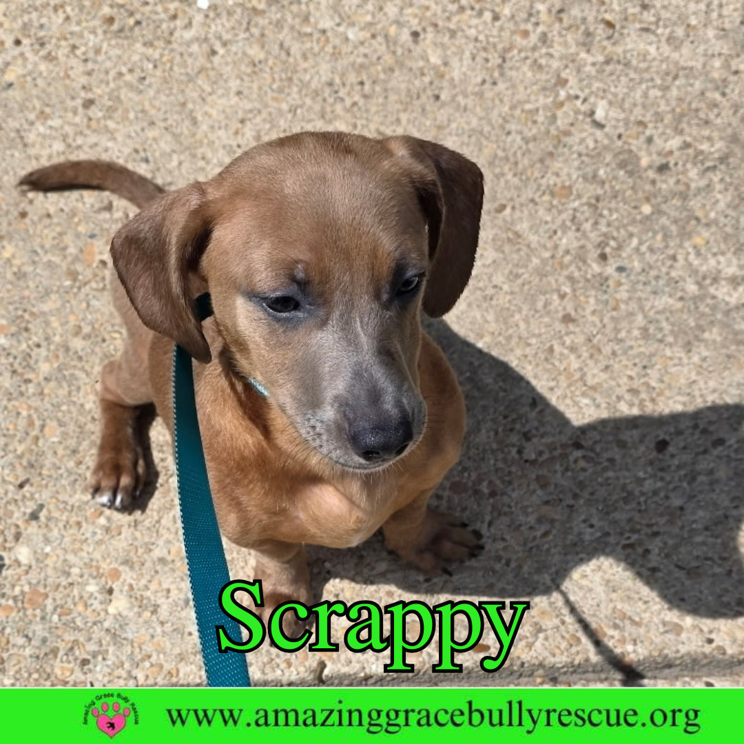 Scrappy