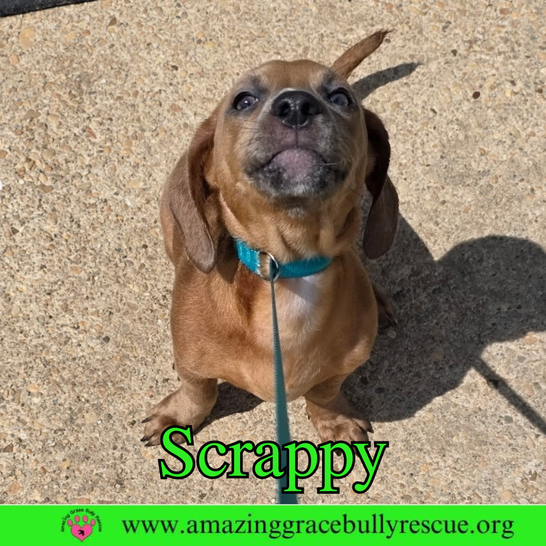 Scrappy