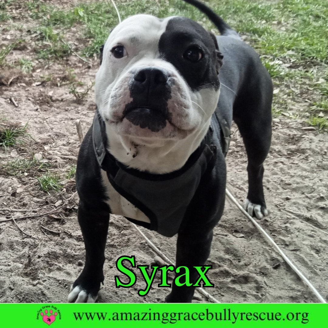 Syrax
