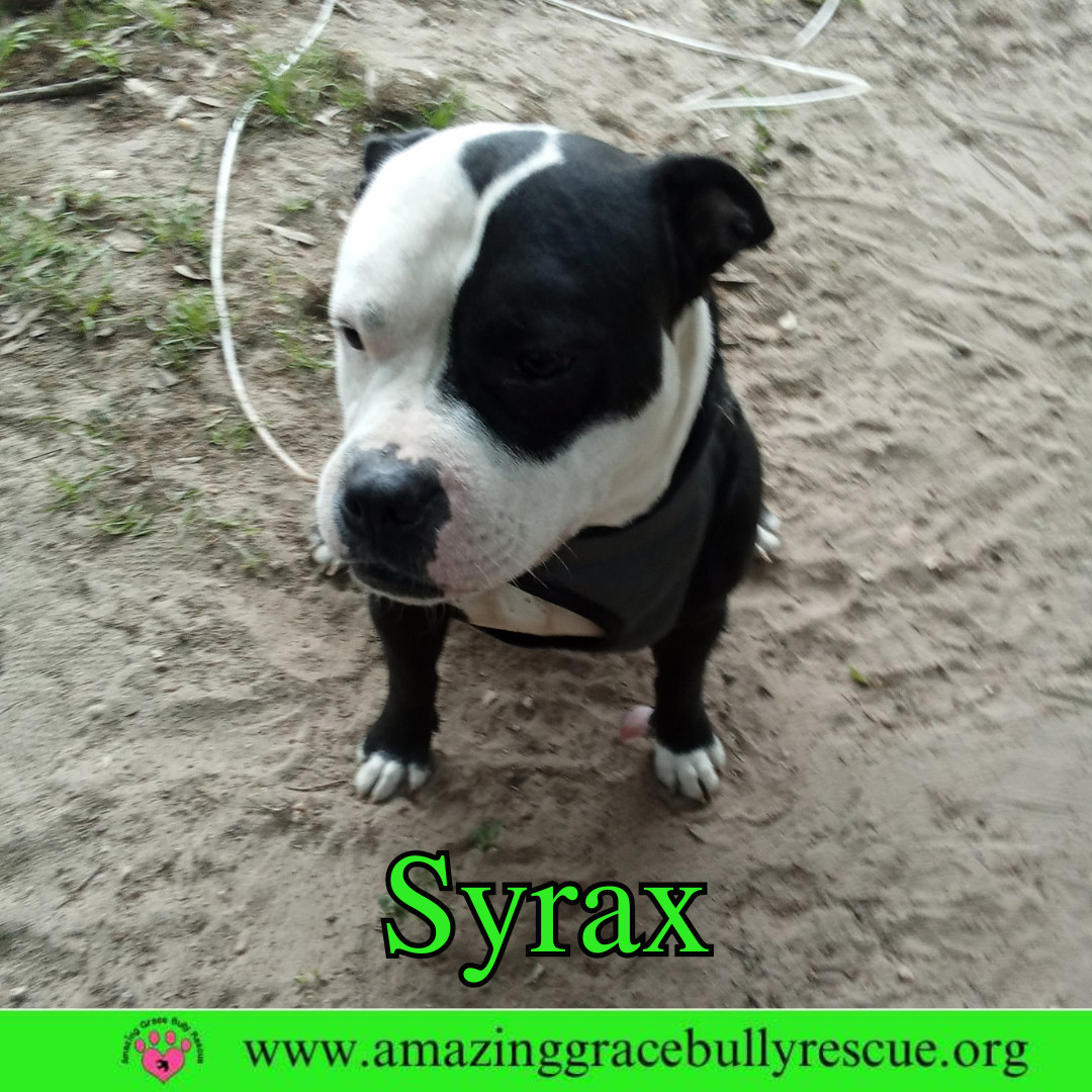 Syrax