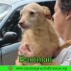 Bantam photo 1